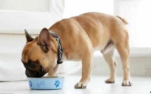 狗子吃瓜拉稀图片大全,图片大全揭示原因及预防措施